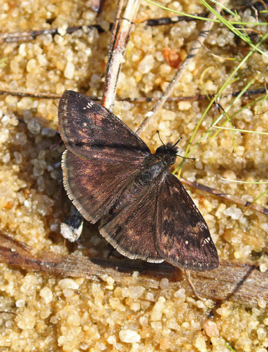 Zarucco Duskywing